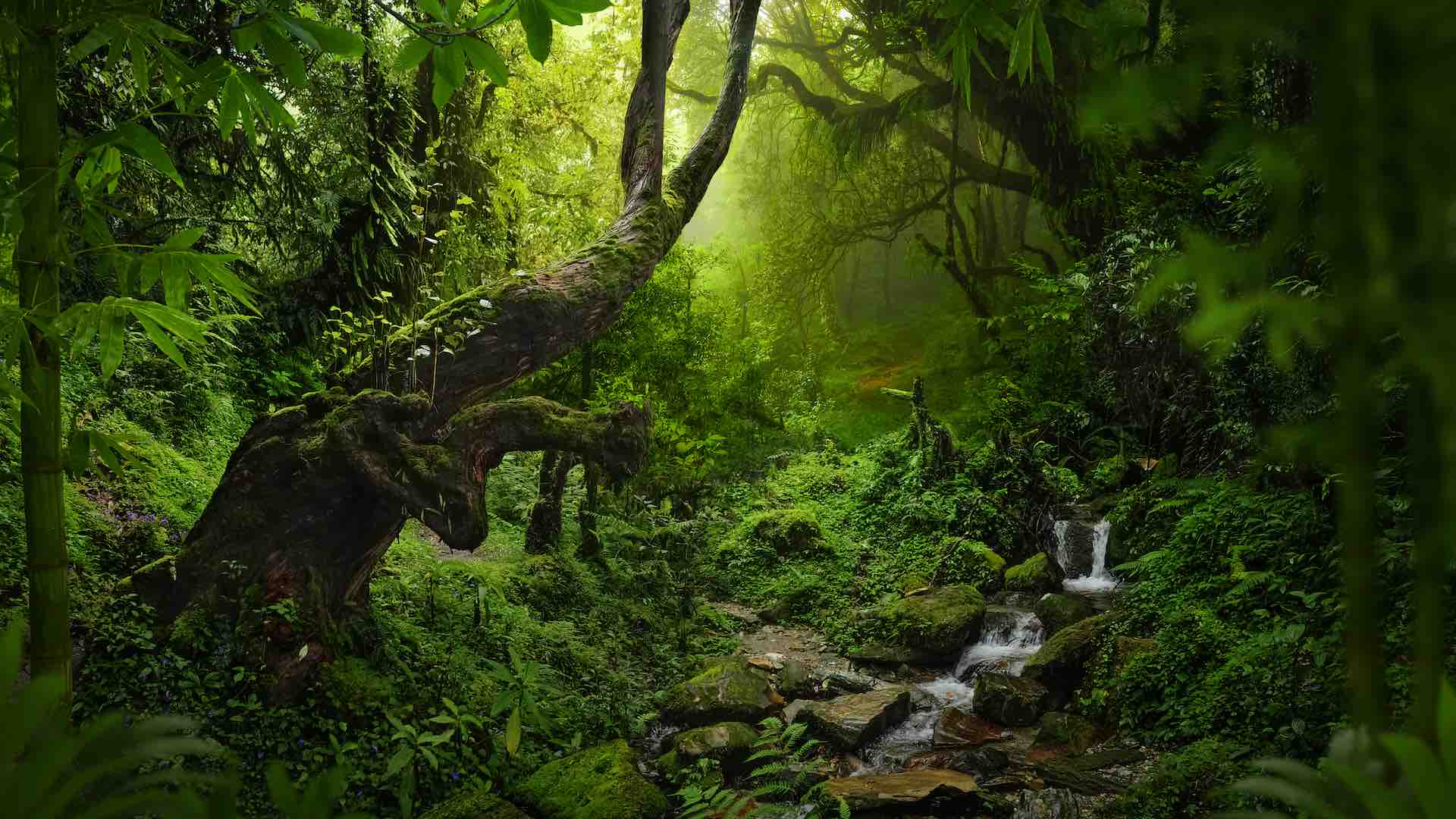 Amazon rainforest guardians recognized by prestigious 'Green Nobel' prize